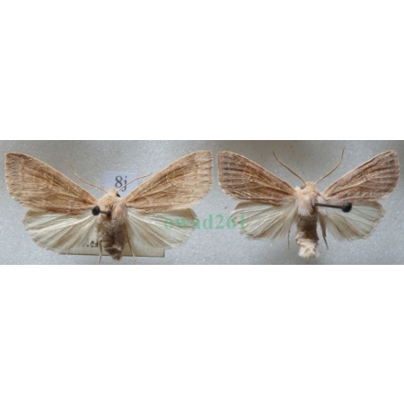 Xanthia ocellaris (Borkhausen, 1792) pair Ozimica oczatka Czech8j